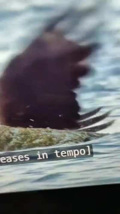 crab got mad AF