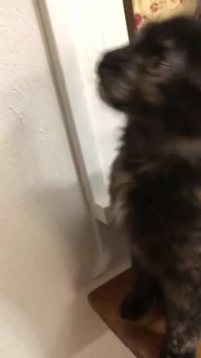 My mom went outside to talk to a friend and little Shirra was not happy about it.