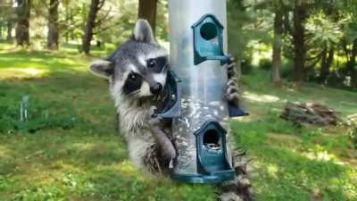 ? Raccoon Raids Bird's Reserves