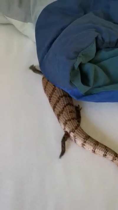 my lizard hasn't figured out the meaning of obstacles yet