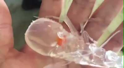 ? An Amphipod Cystisoma