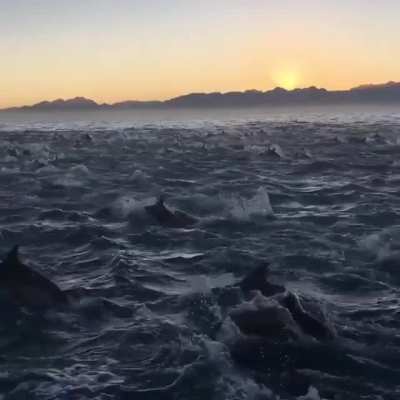 ? Imagine sailing through a Dolphin pod the size of this one.