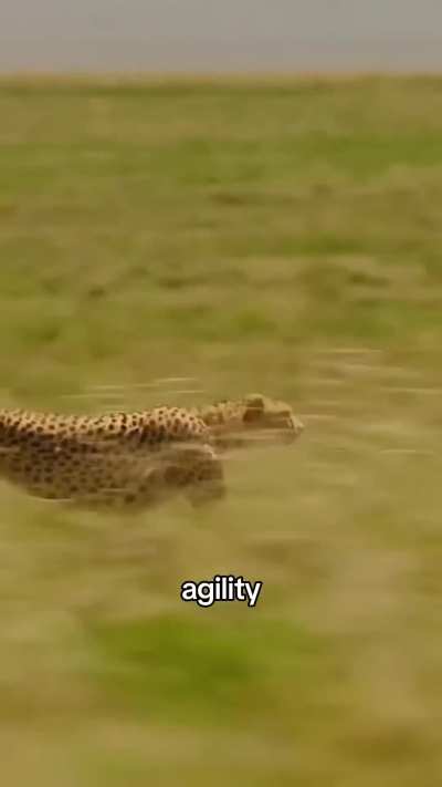 Cheetahs are surprisingly friendly!