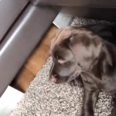 Puppy friendly movie ? ?