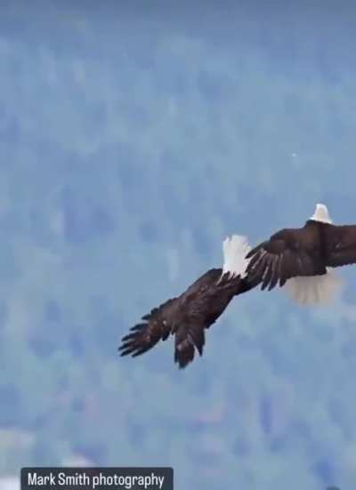 ?Eagles will unite like this in mid-air as a way to gauge their potential mates.