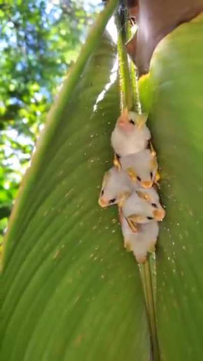 ? Honduran white bats