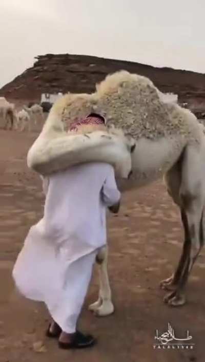 A Camel hasn't seen her favorite human in a while, so she hugged him.