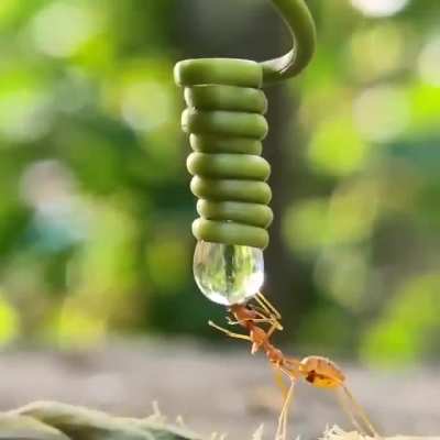 ? Zoomed-in view of an ant drinking from a drop of water