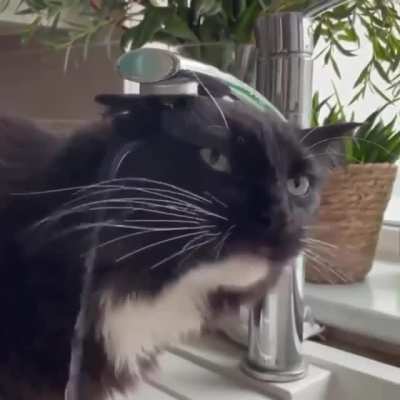 face............paw