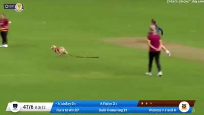 A normal day in Cricket