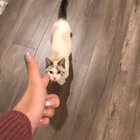 Give that cat a Meowscar ?