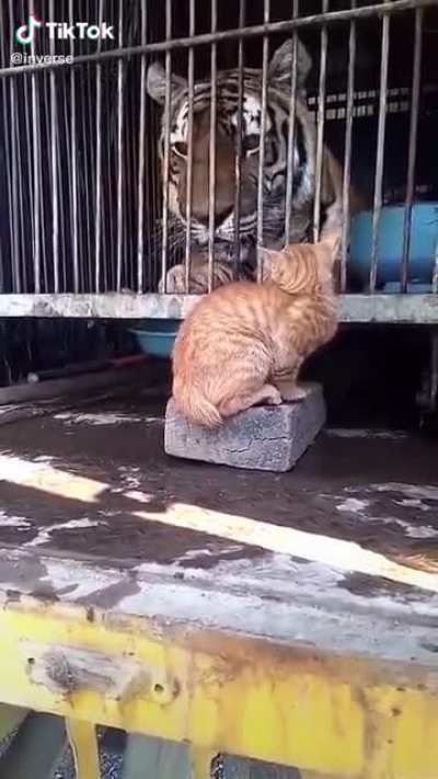 Big kitty startled