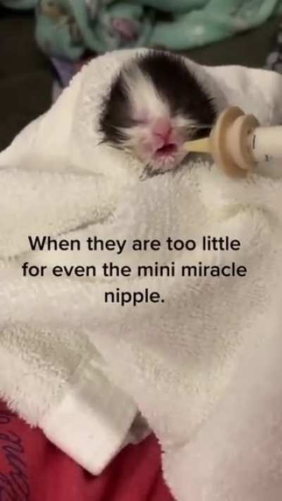 Adopted stray kitten ?