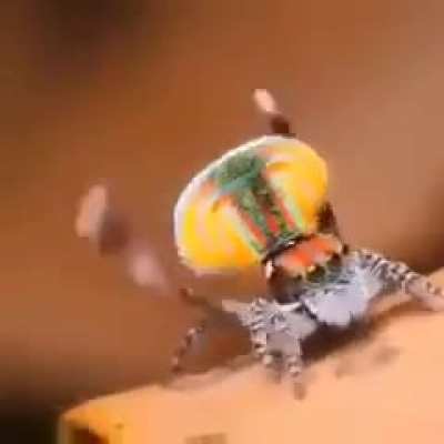 ? mating dance of the peacock spider