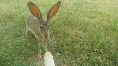 ? A wild female black-tailed jackrabbit in Texas monching on a banana