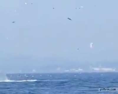 ? orca tossing a seal mid ocean.