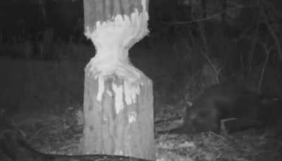 ?Beavers using their strong incisors to fell trees in the forest