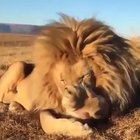 ? Lion Yawning ?