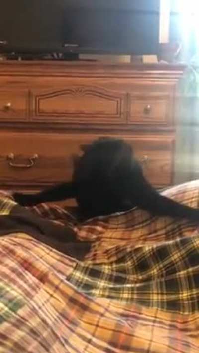 Velcro Cat