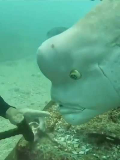 ? encounter between a diver and humphead wrasse
