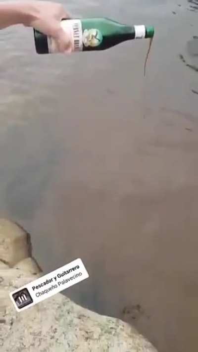 Strange Fishes