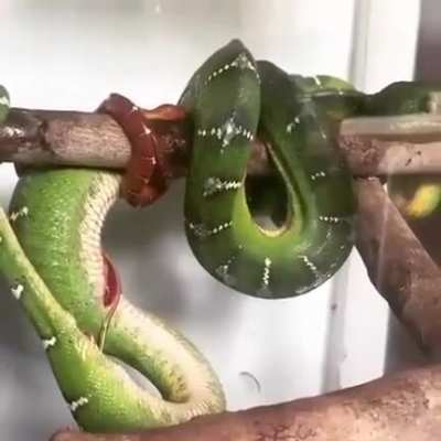 ? An Emerald Tree Boa giving birth. They are Ovoviviparous - the egg stays inside the mother after fertilisation; unlike Viviparous snakes where there are no eggs, just live births after gestation. Egg-laying snakes are Oviparous.