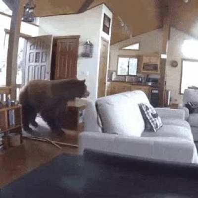 ? Bear goes where bear wants