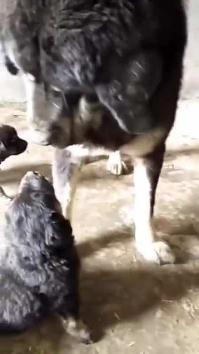 Mom giving good manners