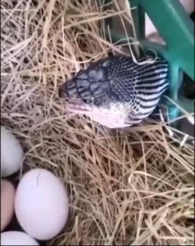 to steal an egg
