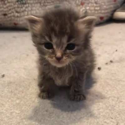 Adorable squeak ?