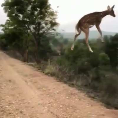 The one who can fly ?