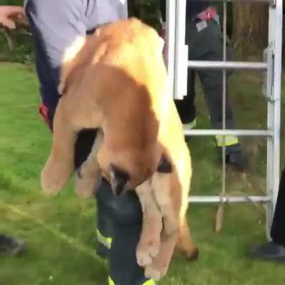 Thought some people might get a kick out of this. We do rescue “cats” from trees here in Canada. The cougar was fine and set free in the wild.