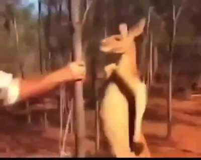 How to survive a roo attack
