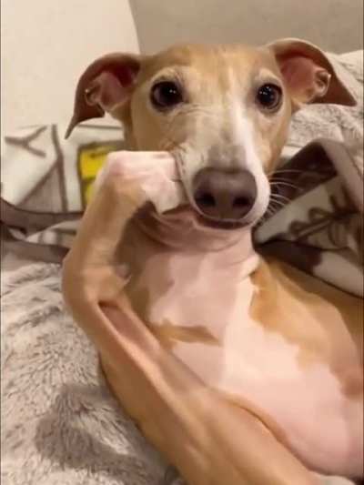 Doggy "The Thinker"
