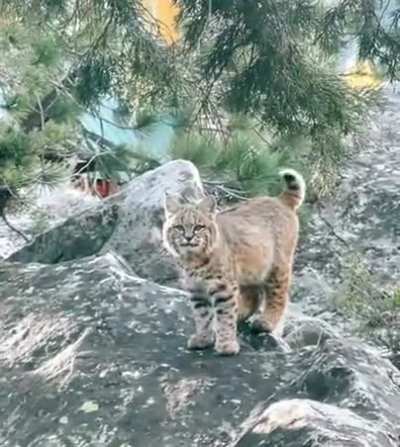 ? Cute Bobcat. Kinda wanted to cuddle