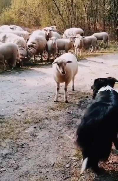 raising a stubborn sheep