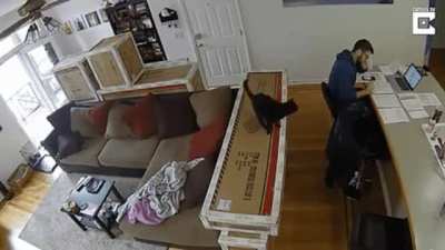 This cat knew exactly what it was doing