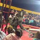 rise of the bear