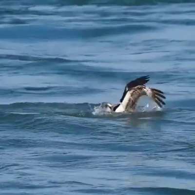 ? Cormorants dives into the water to catch fish