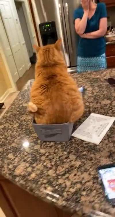 Poor Cheeto doesn’t fit, but he gets points for determination!