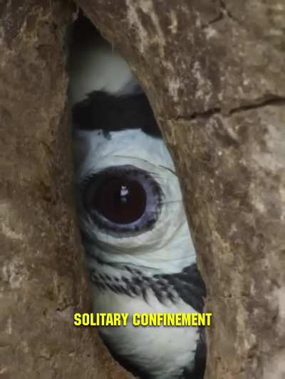 ?Bird jails itself to protect babies?
