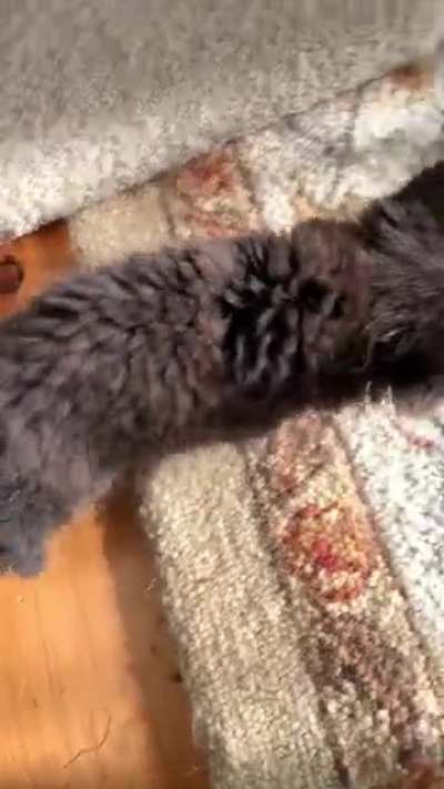 Tiny black floof with blue eyes that will consume your soul.