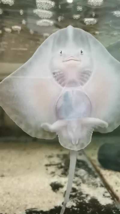 ? Thornback ray (also known as Raja clavata) ?