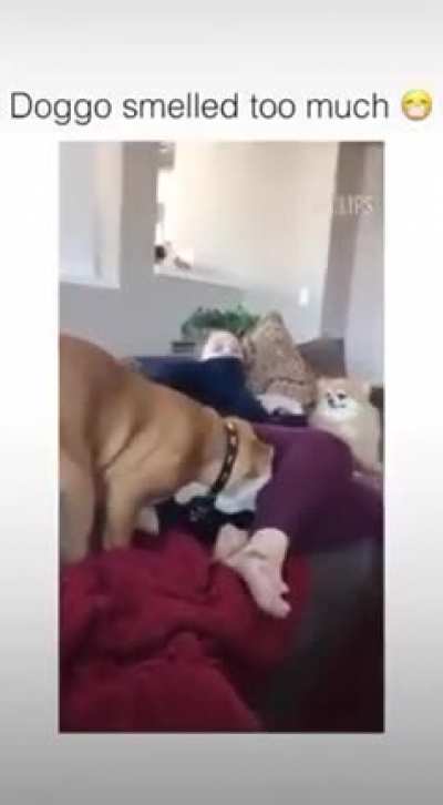 This little fella can't get enough of his owner.