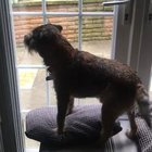 Zoomies on my return home after 6 months away!