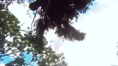 Cutting tree
