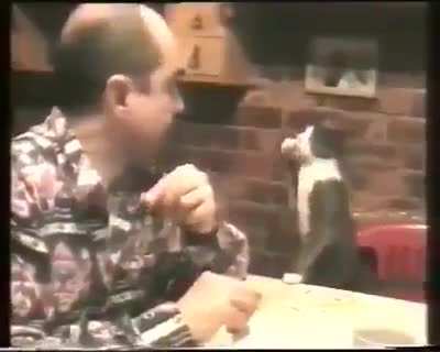 This man is deaf. His cat realized meowing was useless. So he learned to communicate with him by signs