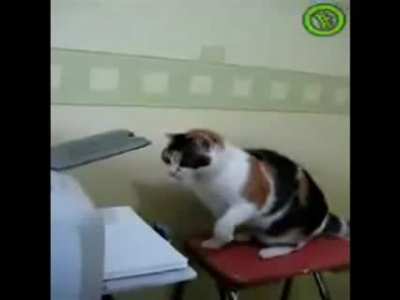 og catslaps