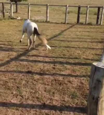 Level 99 chicken takes on a horse
