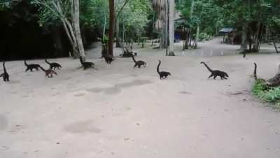 ? Coatis in reverse look like tiny Brontosauruses